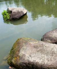 fec9stein im fluss.jpg